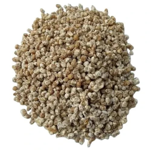 Oregon White Truffle Dried Spawn/seeds SHADE Garden- 20 gr - Picture 2 of 2