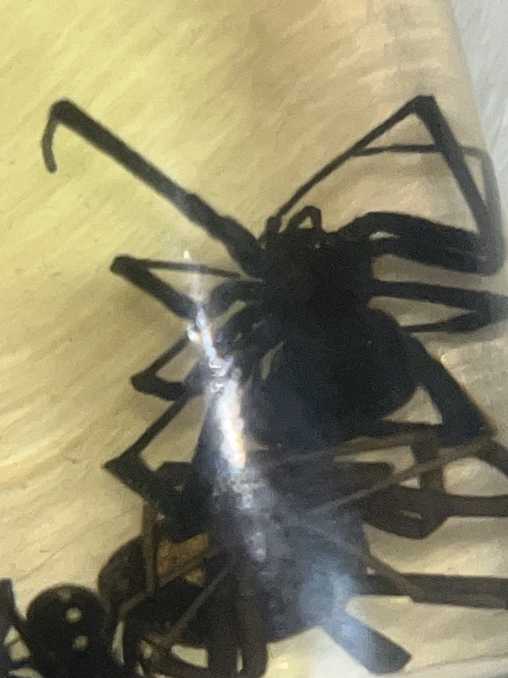 Black Widow Spider Wet Specimen  - Image 4 of 4