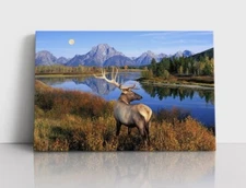 Bull Elk in Wilderness Photo Print Framed Canvas Animals Wildlife Wall Art Decor