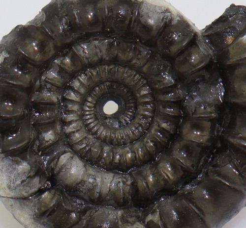 Ammonite, Echioceras rarostatum, Giura, Sinemur, Charmouth, Dorset, Regno Unito -L119 - Foto 4 di 7