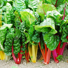 Semillas Silverbeet Bright Light RELIQUIA SEMILLAS DE ACELGAS SUIZAS Vegetal Remolacha plateada