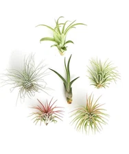 | Assorted Collection of Live Air Plants Hand Selected Variety Pack of Air S