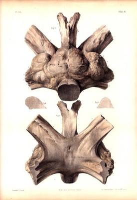 Cétacé-Right Whale Brain   1844 Bourgery Anatomical Lithograph   Plate 20 Museum