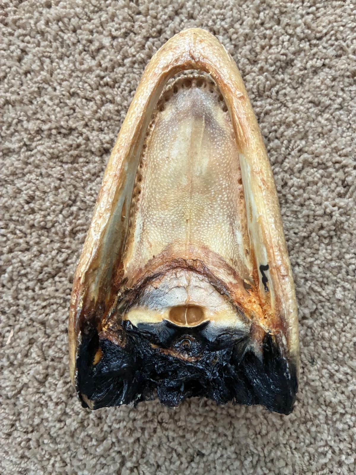 Vintage Taxidermy Real Genuine Baby Alligator Head - Florida