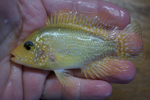 Goldbase Flowerhorn tank 1-7.4 - Picture 3 of 4