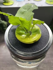 AeroGarden Pod Mason Jar Adapter for Kratky Gardening