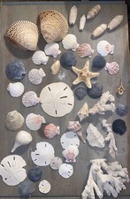 Coral And Seashells Lot Aquarium Home Decor Beach Ocean Coastal Island