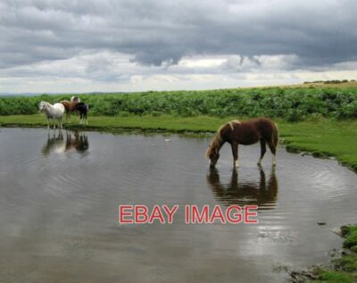 FOTOPONYS AM TEICH SEHR ZU MEINER ÜBERRASCHUNG HATTE DIESER PLATZ 25 FOTOS (bei
