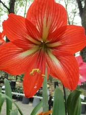 Cross-pollinated Amaryllis Hippeastrum  Peachie Orange Bulb 8-12 cm. circumfer.