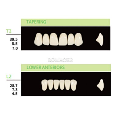 Dental Synthetic Polymer Resin False Teeth Denture 112PCS/Pack T2 L2 30 Shade B1