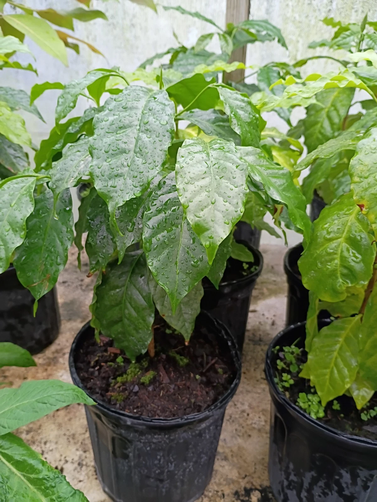 Coffee Tree in 1 Gallon Pot. Ready to produce
Opens in a new window or tab