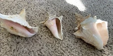 GORGEOUS LOT 3 OLD LARGE NATURAL PINK QUEEN CONCH SEA SHELL 9" BEACH OCEAN