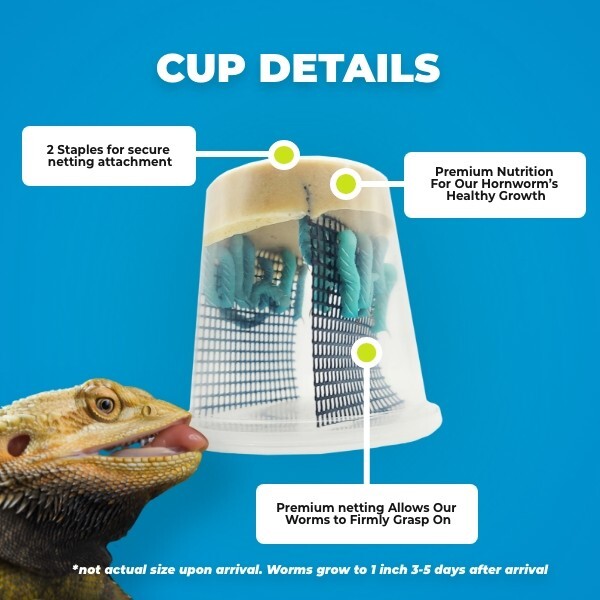 25-30 Live Hornworms - FREE UPS Shipping On All Orders