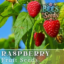 Zenith Raspberry Seeds 125, 300, 750 Seeds Fruit Seeds, Non GMO, Bulk Seeds