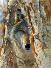 SunsOut Wolf Encounter 500 Piece Jigsaw Puzzle