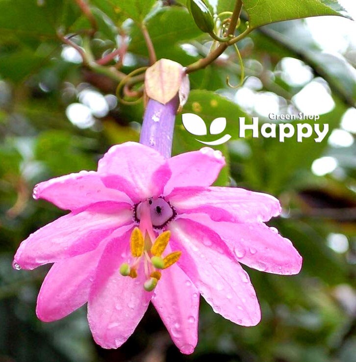 BANANA PASSIONFRUIT 10 SEEDS Passiflora mollissima EDIBLE ORANGE