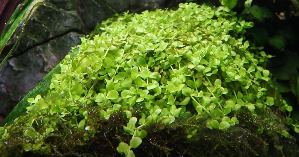 Planta de acuario Micranthemum tweediei Monte Carlo AquaOne planta acuática n.º 325