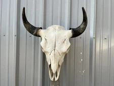 Buffalo Skull BULL HORN MOUNTED Bison HEAD