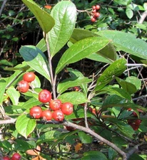 Red Chokeberry (Aronia arbutifolia), 30 seeds