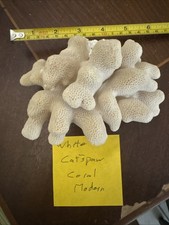 Natural White Cat's Paw Coral Specimen (Pocillopora) — listing 6