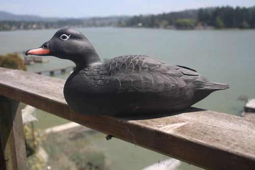 White Winged Scoter Drake decoy by M.H. Gould, ME, glass eye, OP.