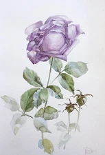 Rose Original Watercolor Painting Pale Pink Purple Flowers Artwork Floral Art