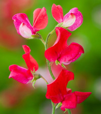 Everlasting pea Lathyrus latifolius Red 80 seeds+FREE REUSABLE PLANT LABEL