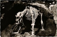 AK AK Pottenstein - Teufelshohle - Hohlenbar DEUTSCHLAND (918758)