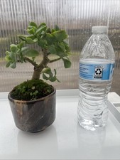 Ripple Jade Pre Bonsai