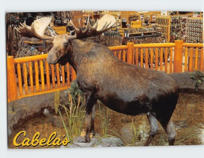 Postcard A moose wading in a mountain stream Cabelas Kansas City Kansas USA