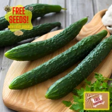 Fresh Premium Suyo Cucumber Seeds | Long | Heirloom Non-GMO | Asian Vegetables