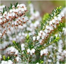 Heather Erica Carnea 'Springwood White' | Evergreen Shrub | Pot