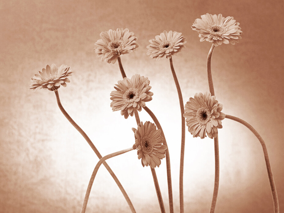 3D Daisy Decoration 451 Wall Paper Wall Print Decal Decal Decal Wall Deco Indoor Mural Carly 65e9c2 3D Daisy Decoration 451 Wall Paper Wall Print Decal Decal Decal Wall Deco Indoor Mural Carly 65e9c2