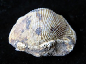 Brachiopod- 1 1/2"- Atrypa- Speed, Indiana