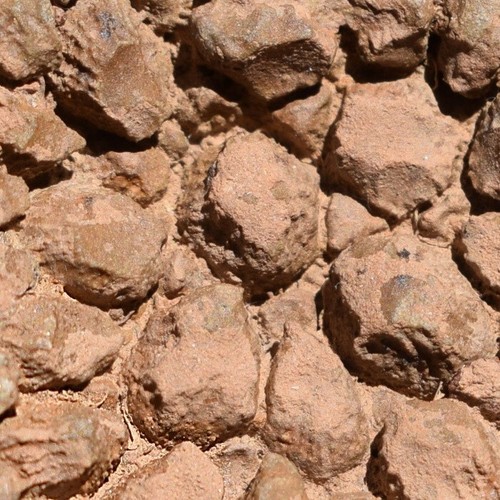 Coral Fossil Pleurodictyum amazonicum Bolivia Devonian Belen Formation - Picture 9 of 11