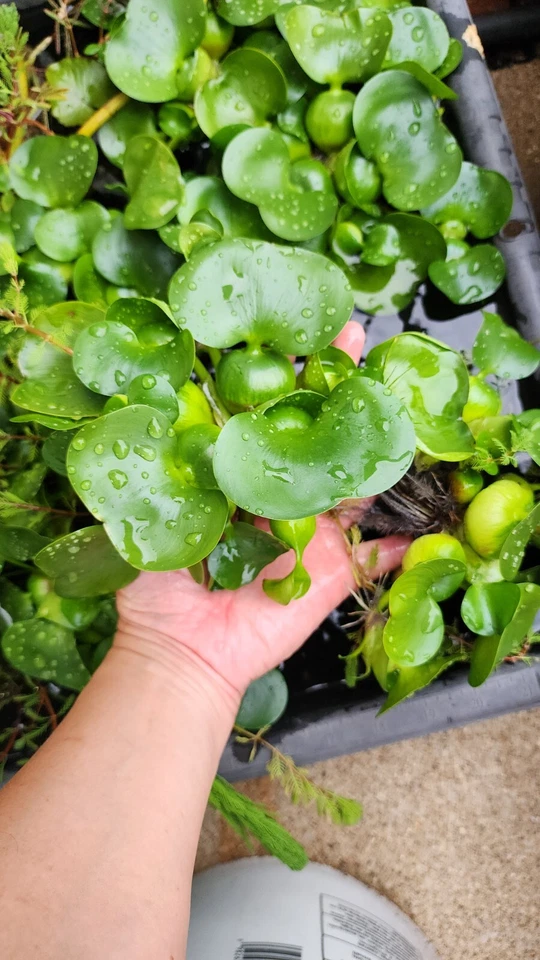 活水风信子热带水生表面池塘植物 — 第 4/4 张图片