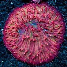 CS FLAME TIP DIASERIS PLATE - WYSIWYG LIVE CORAL