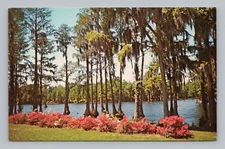 Postcard Greenfield Park Wilmington North Carolina Azaleas Spanish Moss