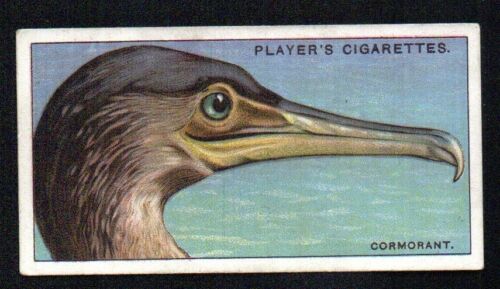 THE CORMORANT 1929 JOHN PLAYER CIGARETTES CURIOUS BEAKS #6 EXCELLENT NO CREASES - Picture 1 of 2