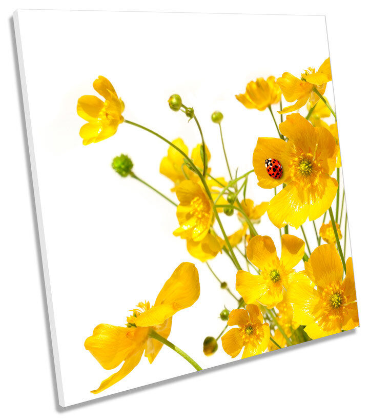 Buttercups FLOREALE FIORI QUADRATO BOX incorniciato tela Art Print Buttercups FLOREALE FIORI QUADRATO BOX incorniciato tela Art Print
