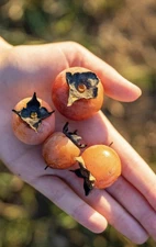 50 American Native Persimmon Tree Seeds - Diospyros Virginiana EDIBLE FRUIT