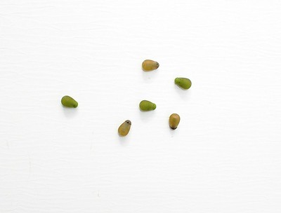 Drennan Quick Change Beads in 2 Größen - Vorfach-Einhängen auf moderne Art