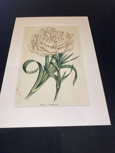 1866-67 Van Houtte Flore des Serres Antique Lithograph Print Coloured - 第 3/3 張圖片