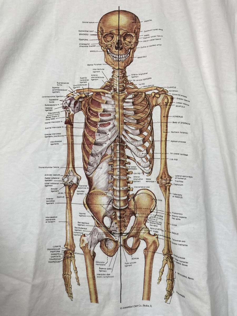 VTG 90s ANATOMICAL CHART CO. T-shirt】 | www.yourpoll.co.uk