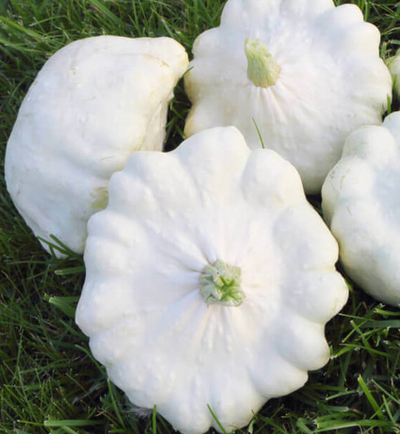 Calabaza Peter Pan 20 semillas seeds - Bonetera - Pattypan- Pumpkin Patisson