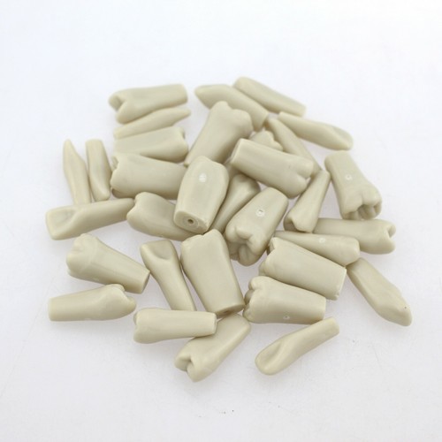 Columbia 860 Style Dental Typodont Model 32 Removable Teeth License Exam Practic - Picture 11 of 37