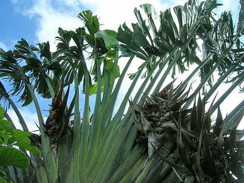 Ravenala Madagascariensis Tree China Manufacturer - China Ravenala