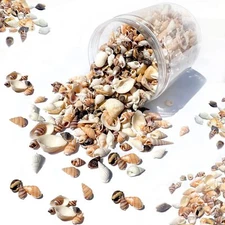 1300 Pcs Tiny Sea Shells Mixed Ocean Beack Spiral Seashells for Fish Tank