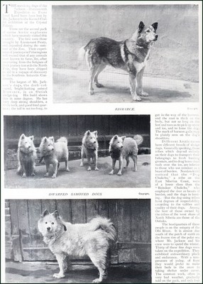 THE JACKSON-HARMSWORTH SLEDGE DOGS. SEVERAL PICTURES AND ACCOMPANYING TEXT, REMO