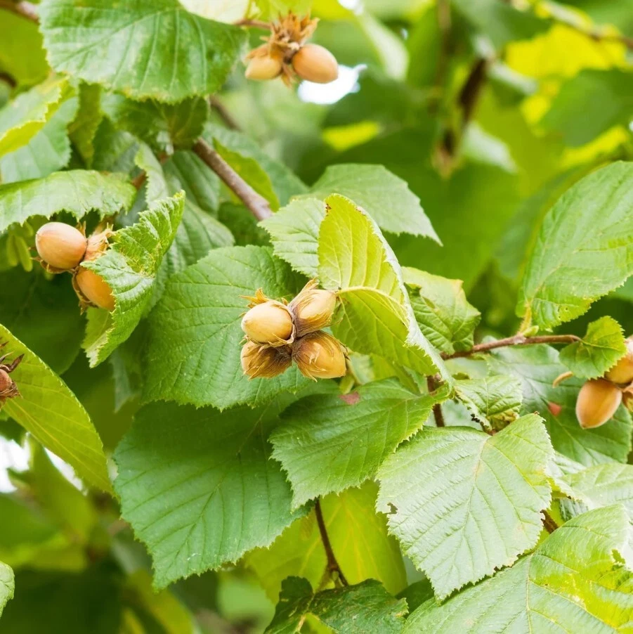 American Hazelnut Trees Plants - 10 to 12 Inch Tall - 4 Inch Pot - Image 4 of 4